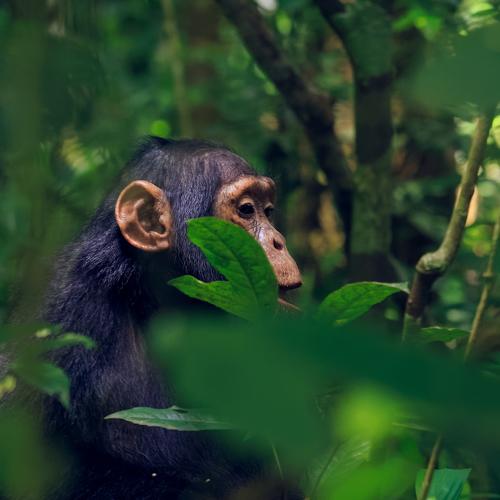 amazing views of Juvenile Chimpanzee