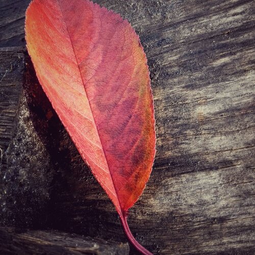 Photo #2038230