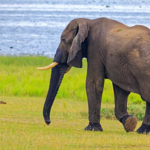 African Bush Elephant / African Savannah Elephant