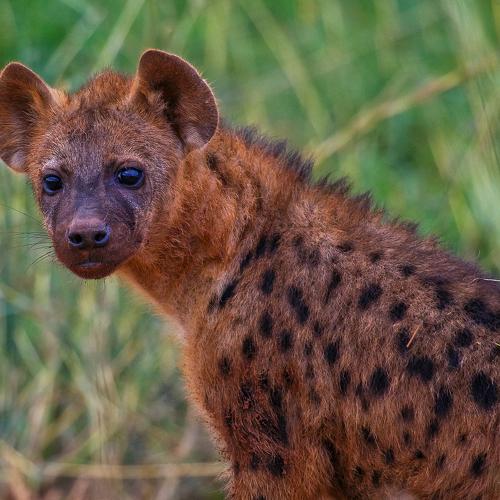 Hyena