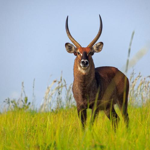 Male Waterbuck