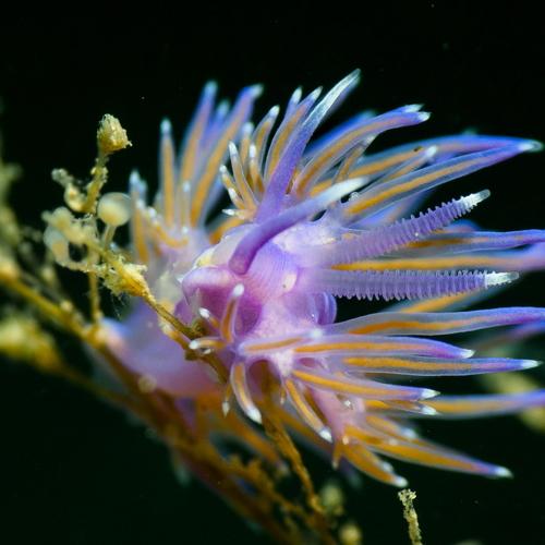 Flabellina affinis, so small so beautiful