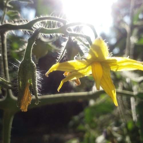 Sun peeping through the flower