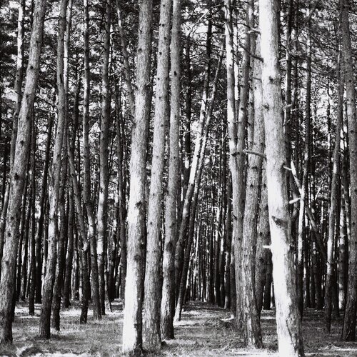 Trees of life