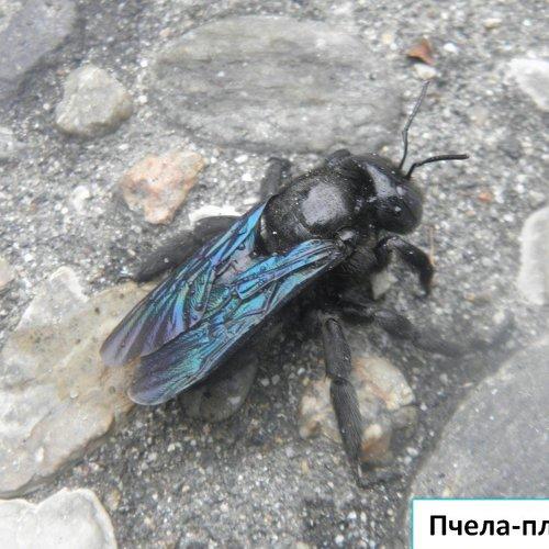 Пчела-плотник