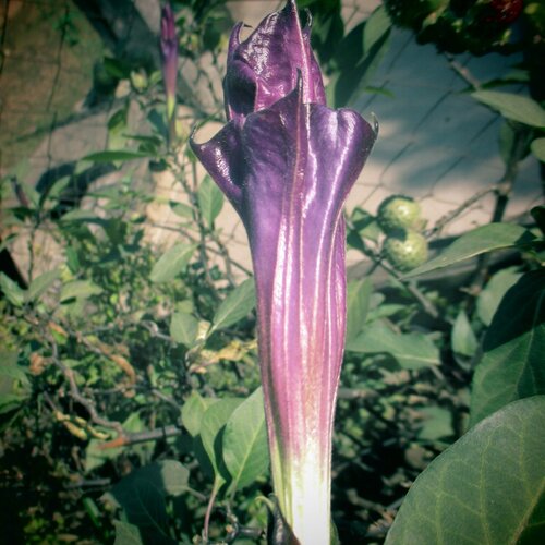 The Beautiful Flower