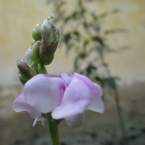 Its pink...