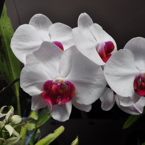 Orchids