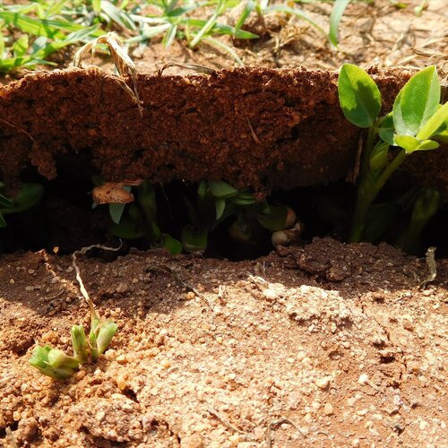 Strength of germination
