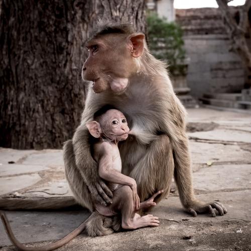 Monkey temple