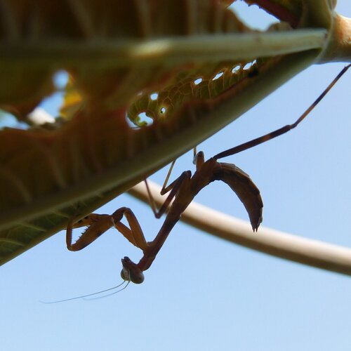 Praying mantis