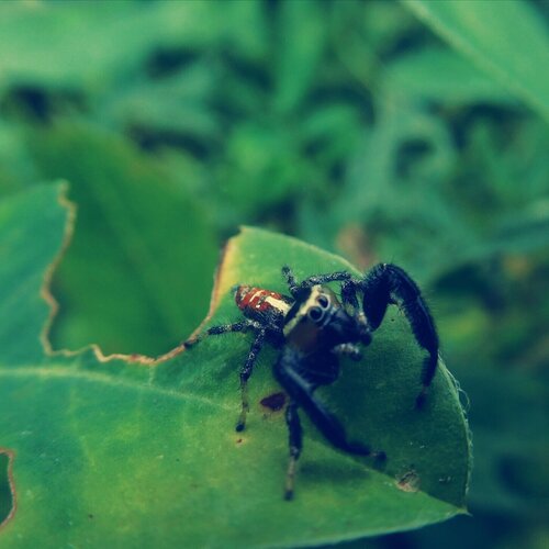 Spiders
