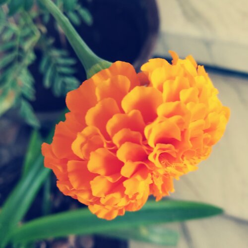 Marigold