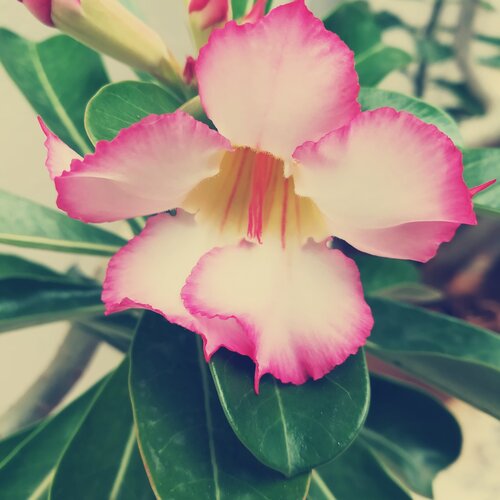 The earth laughs in flowes