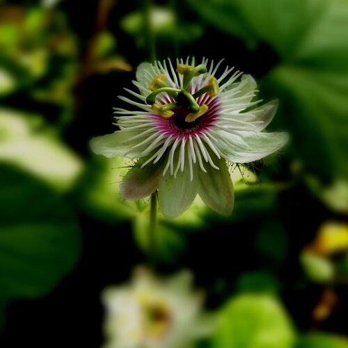 Petals
