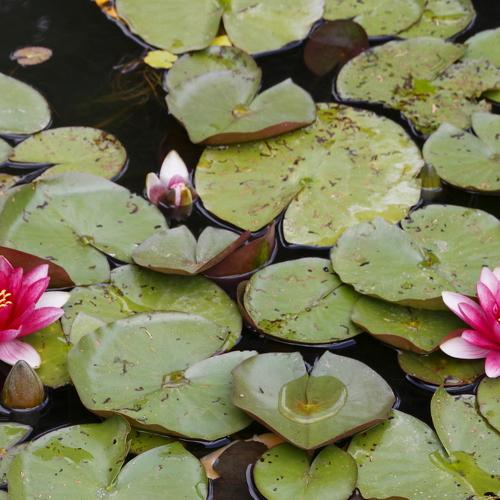 Water Lily