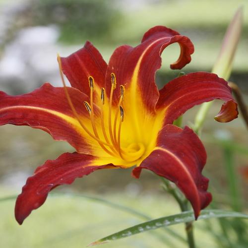 Daylily