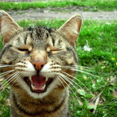 Meow))