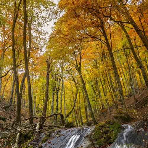 Осенние мечты Крымского леса