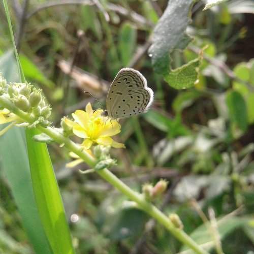Butter with fly