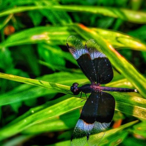 Nature integrated with surrounding lifeforms
