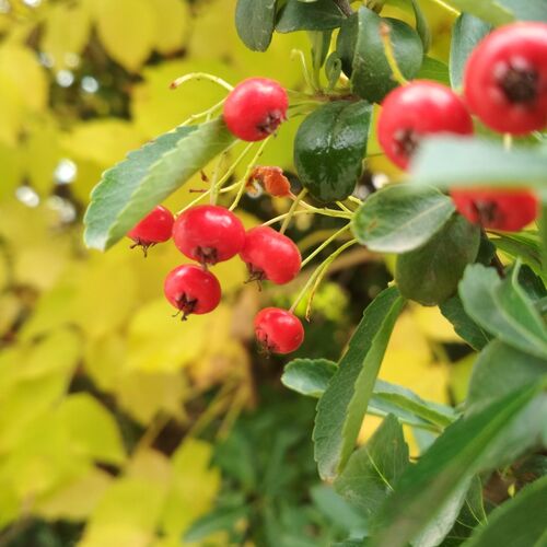 Photo #2043235