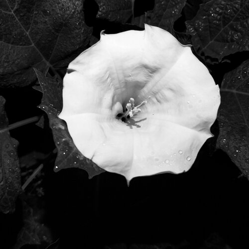 Black and white