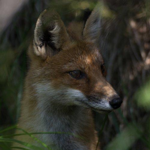 Cozia National Park