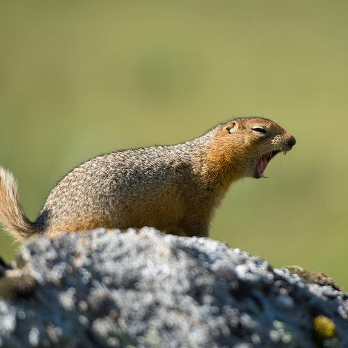 Arctic ground squirrel
