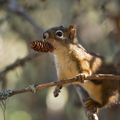 Red squirrel