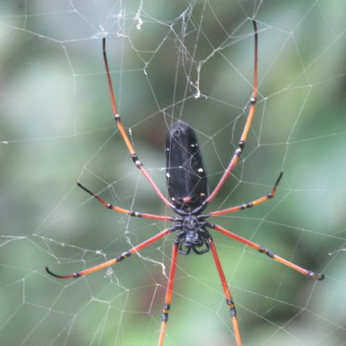 Giant spider