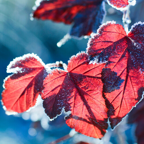 leaves