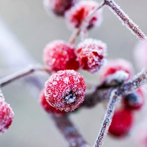frost