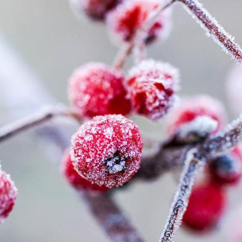 frost