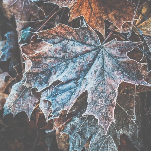 maple