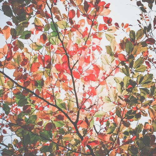 colors