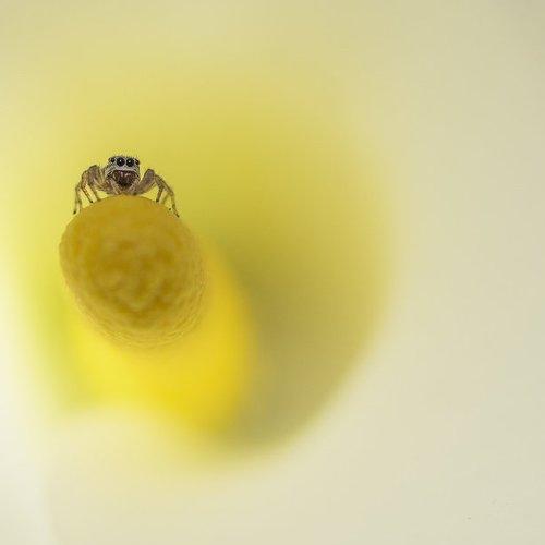 spider on white