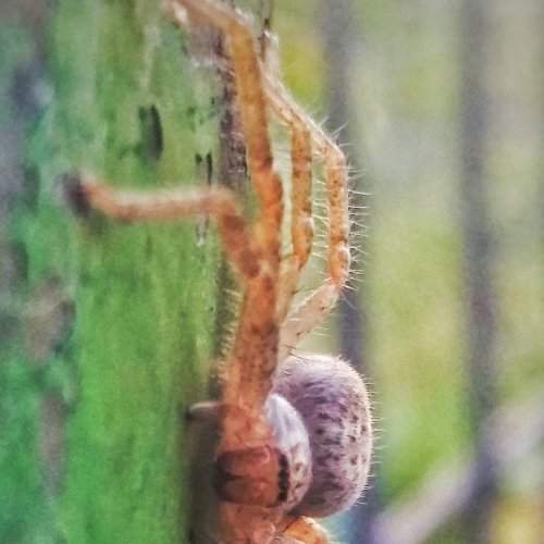 Amazing spider 1