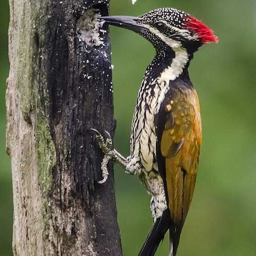 Leader golden back woodpecker