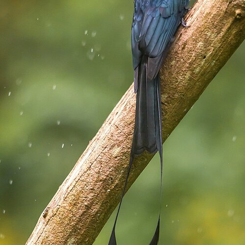 Greater racket tailed drongo