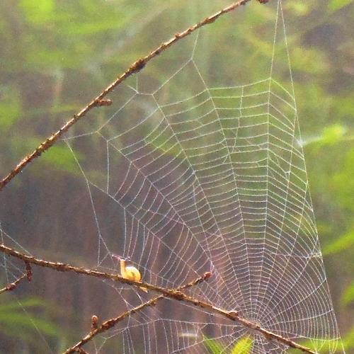 Snail into Spider's Web