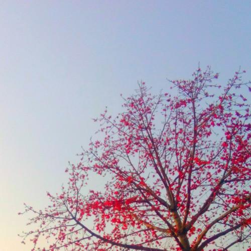 Red Autumn