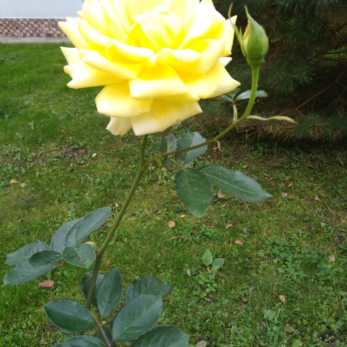 Роза чайная
