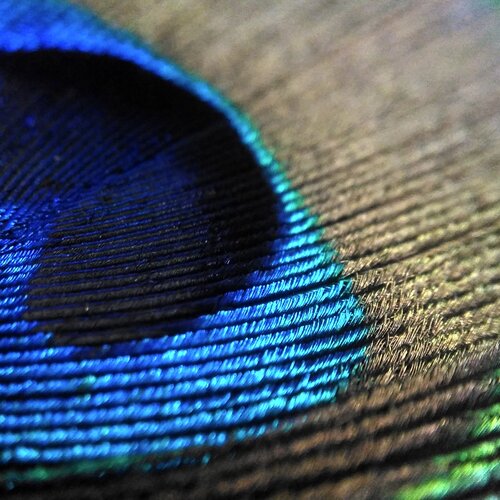 The beauty of feather