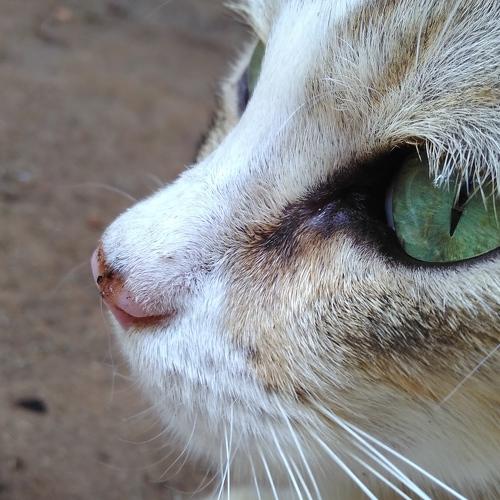 Into a cat's eyes