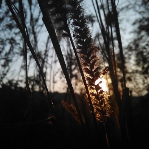 Through the sun and wheat