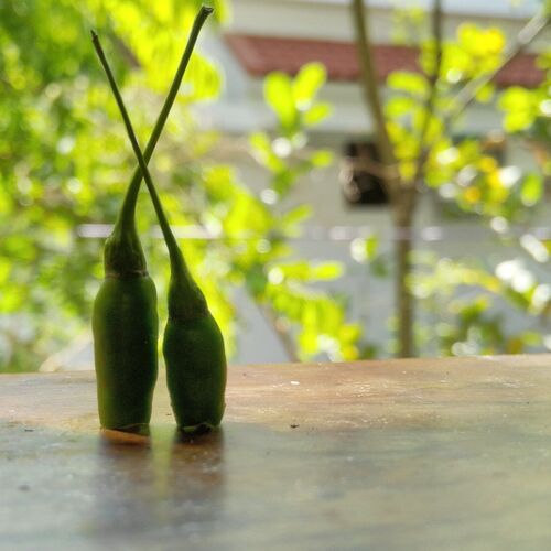 chilli life