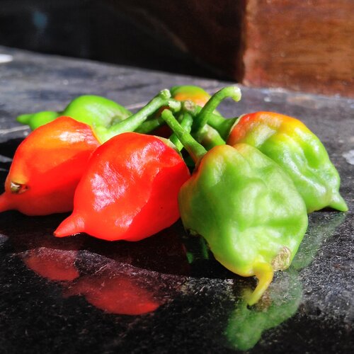 chilli family