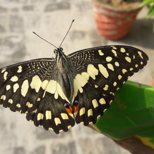 Butterfly