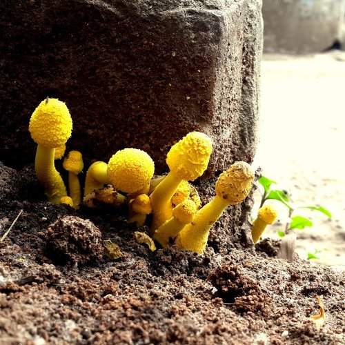 Life finds a way